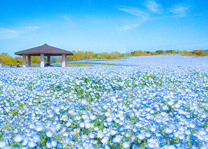 イメージ：海の中道海浜公園